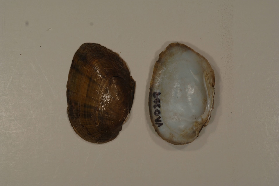 Ortmanniana ligamentina-1