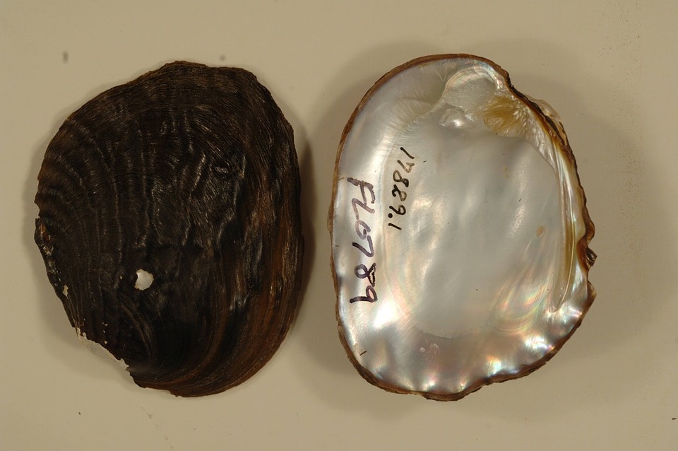 Amblema neislerii