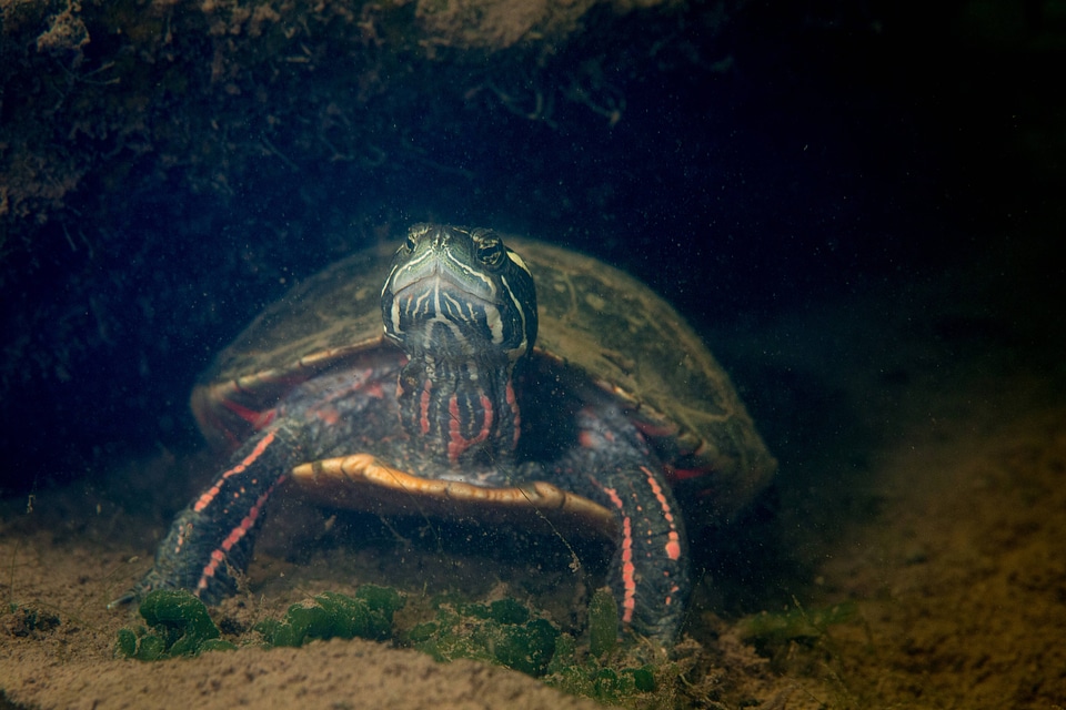 Eastern painted turtle -1