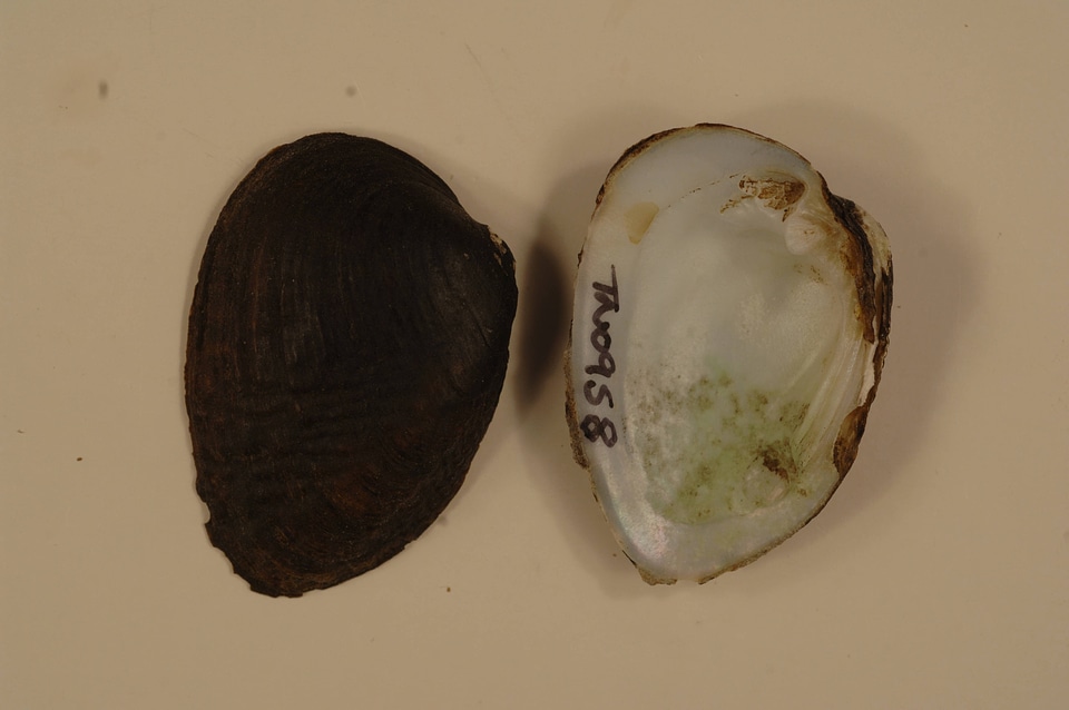 Lemiox rimosus-1