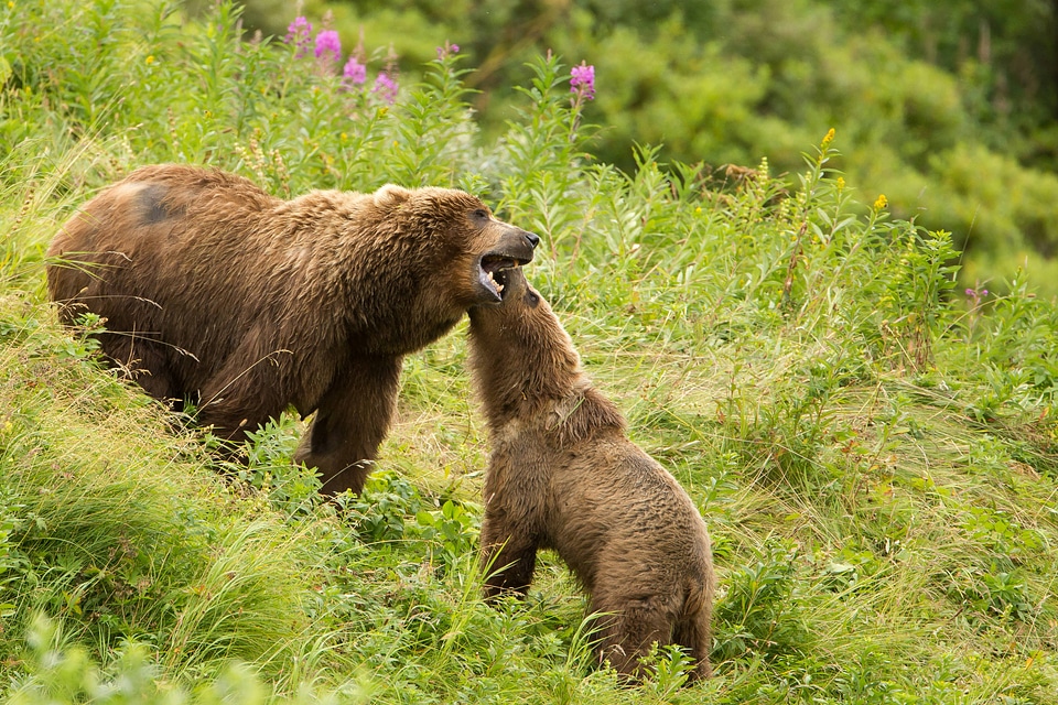 Kodiak brown bear with cub-2