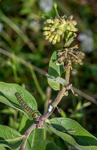 Monarch caterpillar on Green comet milkweed-2