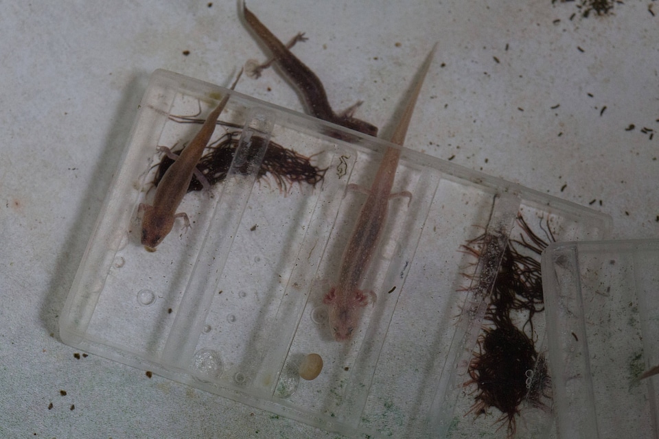 Salamander House-4
