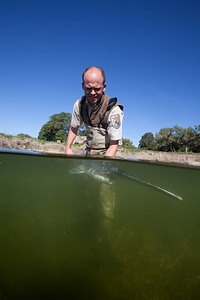 Fishery biologist releases an American paddlefish-5