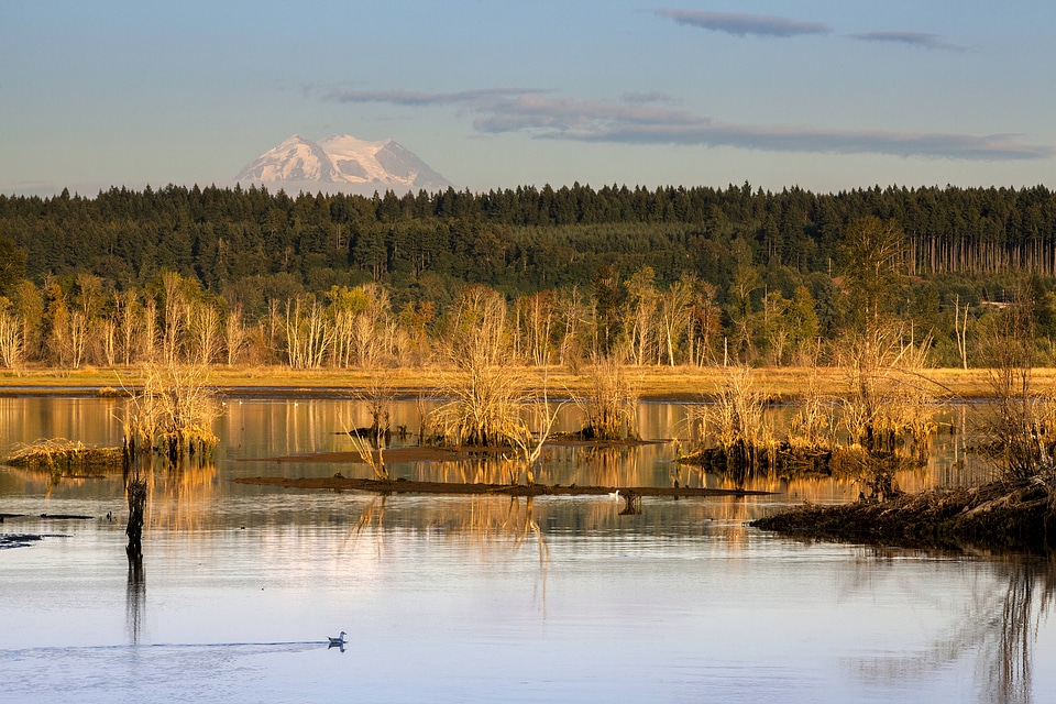 Wetland at Nisqually National Wildlife Refuge-1