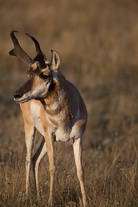 Pronghorn Antelope vertical