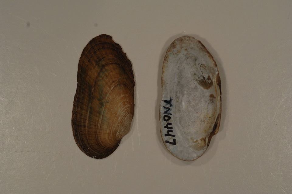 Medionidus conradicus-3
