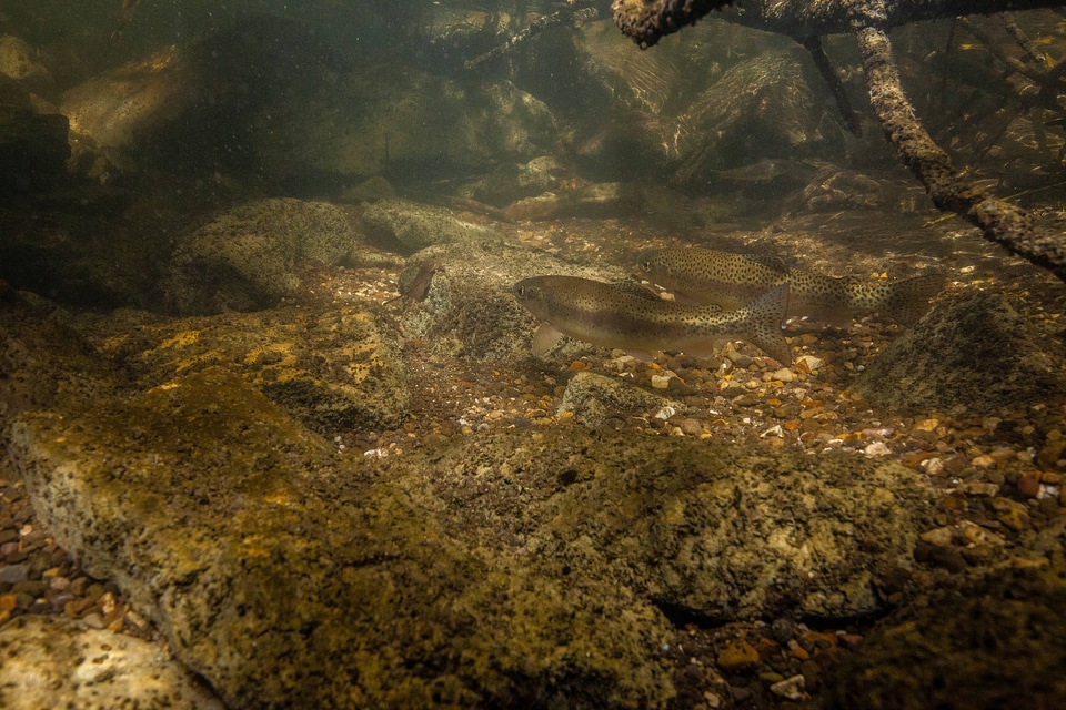 Rainbow trout in stream-2
