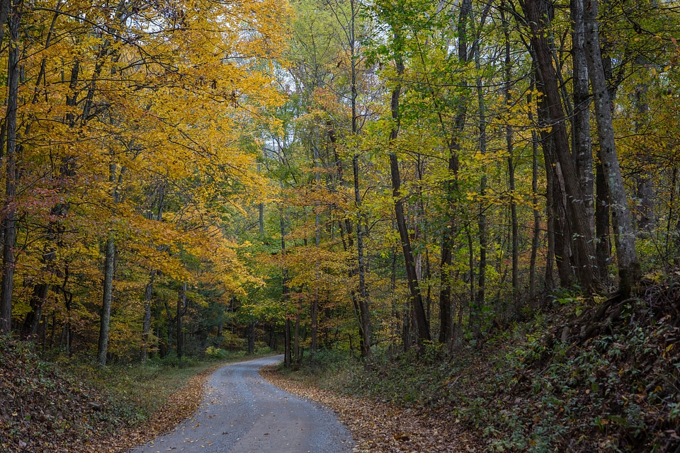 Fall leaves on a country road