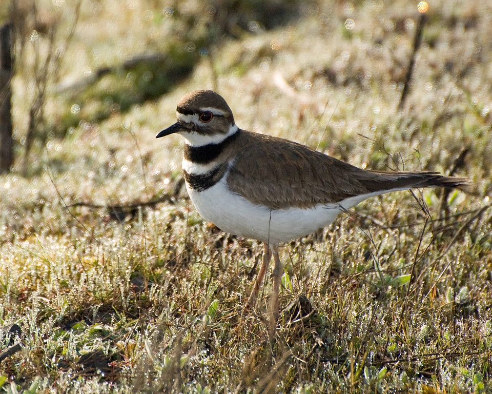 Kildeer