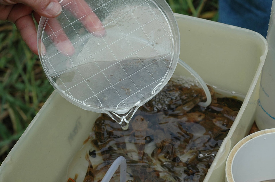 Infestation bath for fish-1