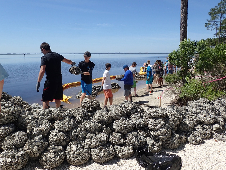 Oyster reef building-1