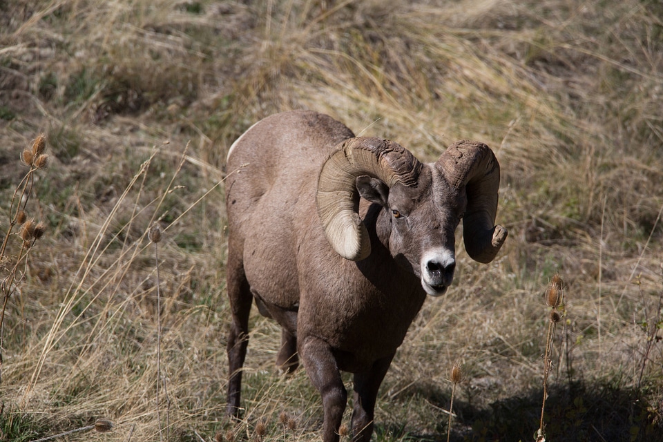 Rocky Mountain Bighorn sheep close-up-1