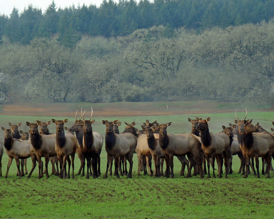 Roosevelt elk herd