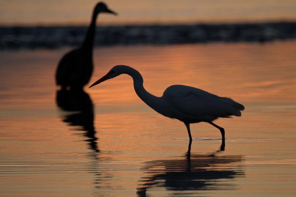 Great Egret and Great Blue Heron