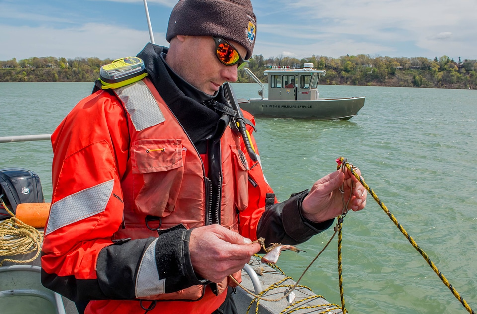 USFWS Fisheries crew baiting lines for lake sturgeon-3