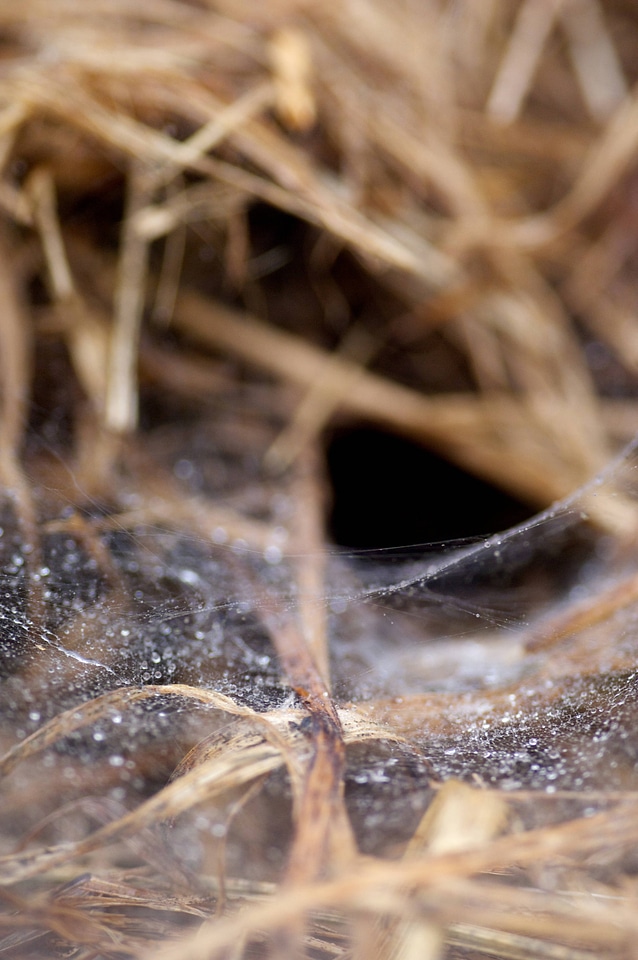 Spiderweb with dew drops
