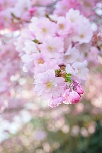White pink branch