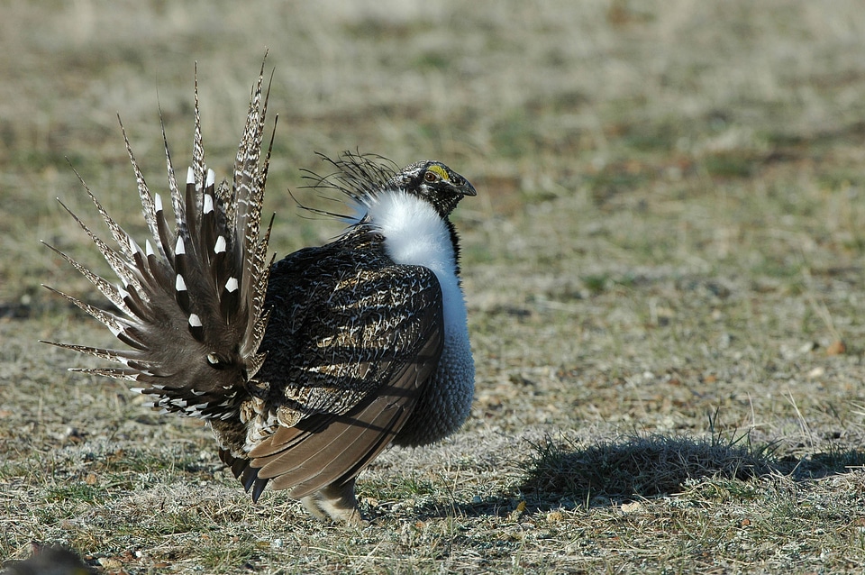Greater sage-grouse-1