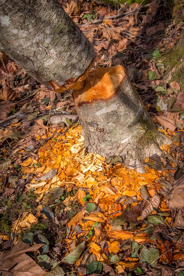 Trunk of tree chewed by beavers
