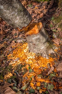 Trunk of tree chewed by beavers