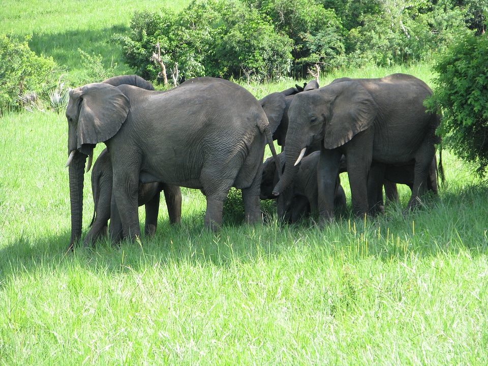 Wildlife safari africa