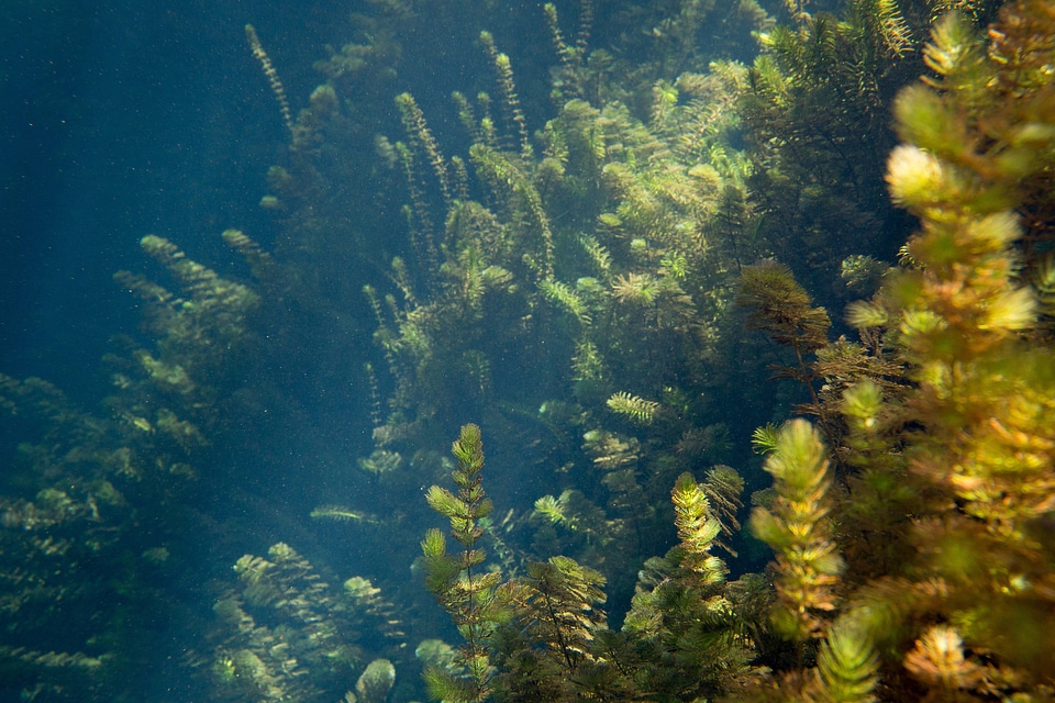 Fanwort in the Wacissa River