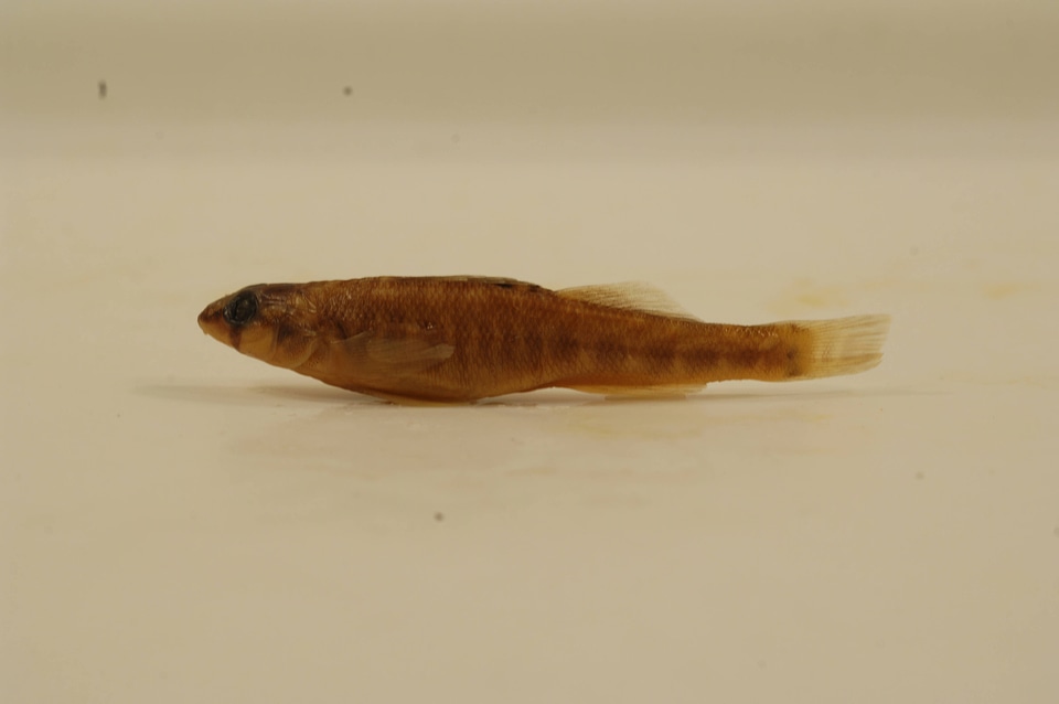 Percina shumardi-2
