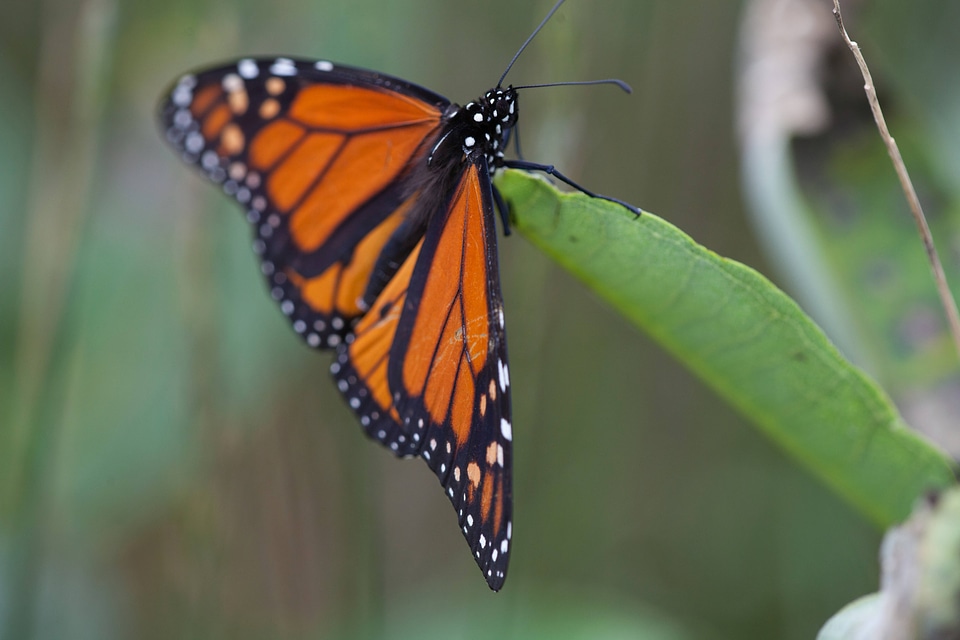 Adult monarch butterfly on milkweed-2