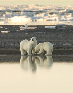 Pair of polar bears photo