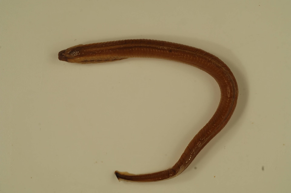 Lethenteron appendix-1