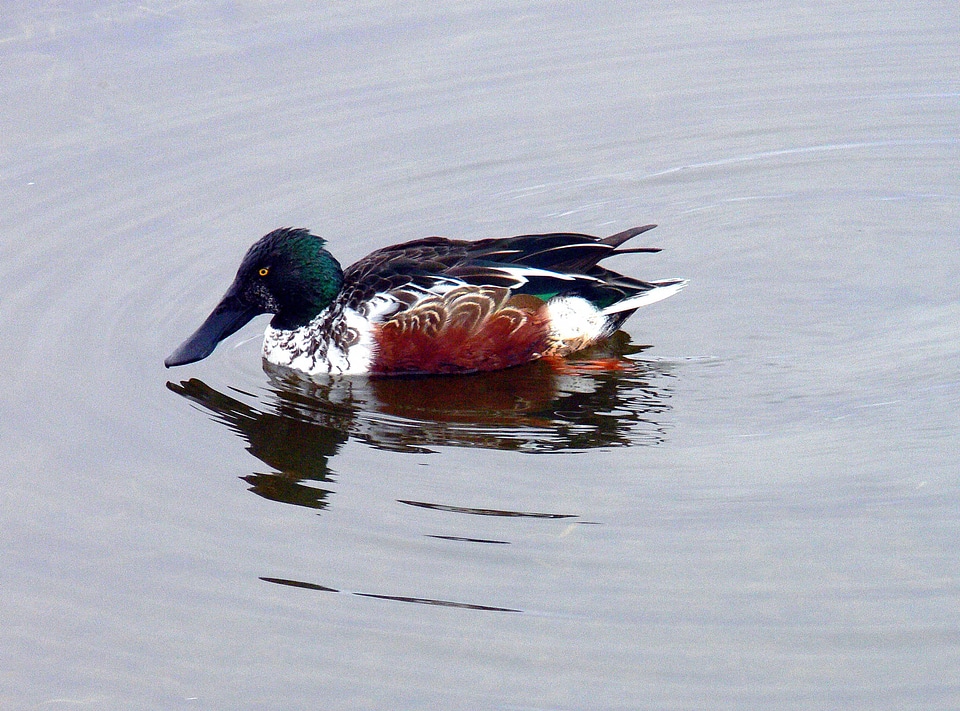 Northern Shoveler-2
