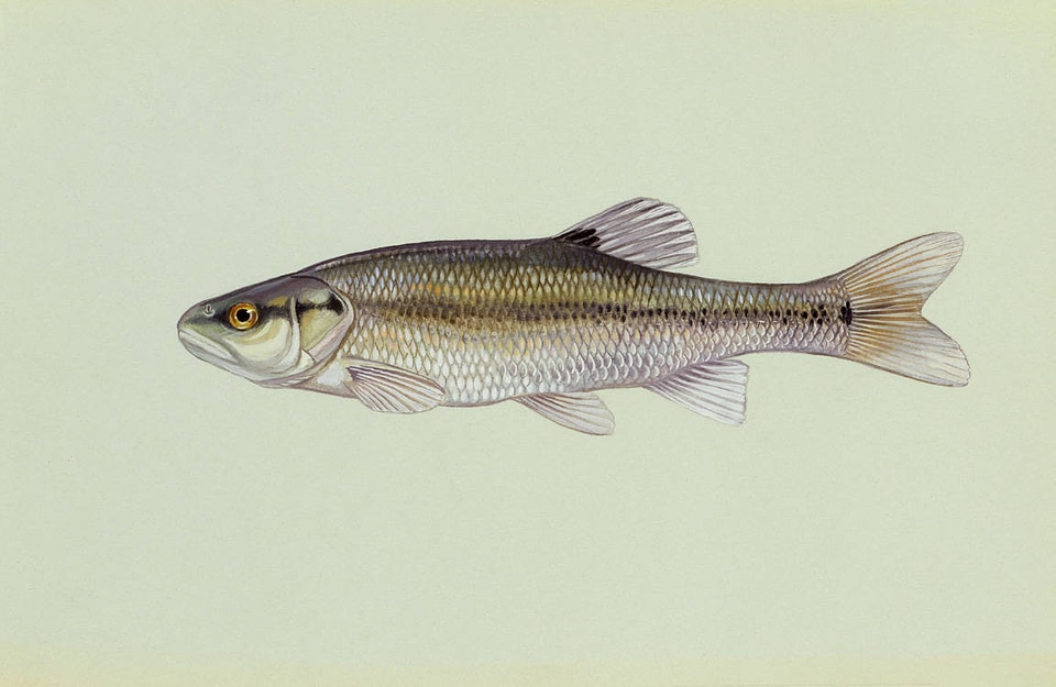 Creekchub