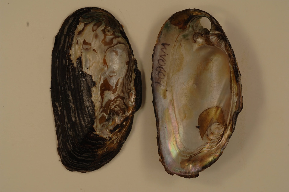 Elliptio complanata-1