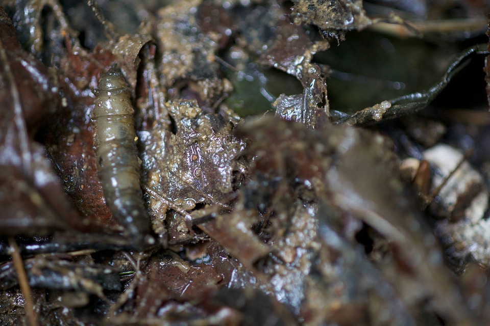 Aquatic invertebrate -1