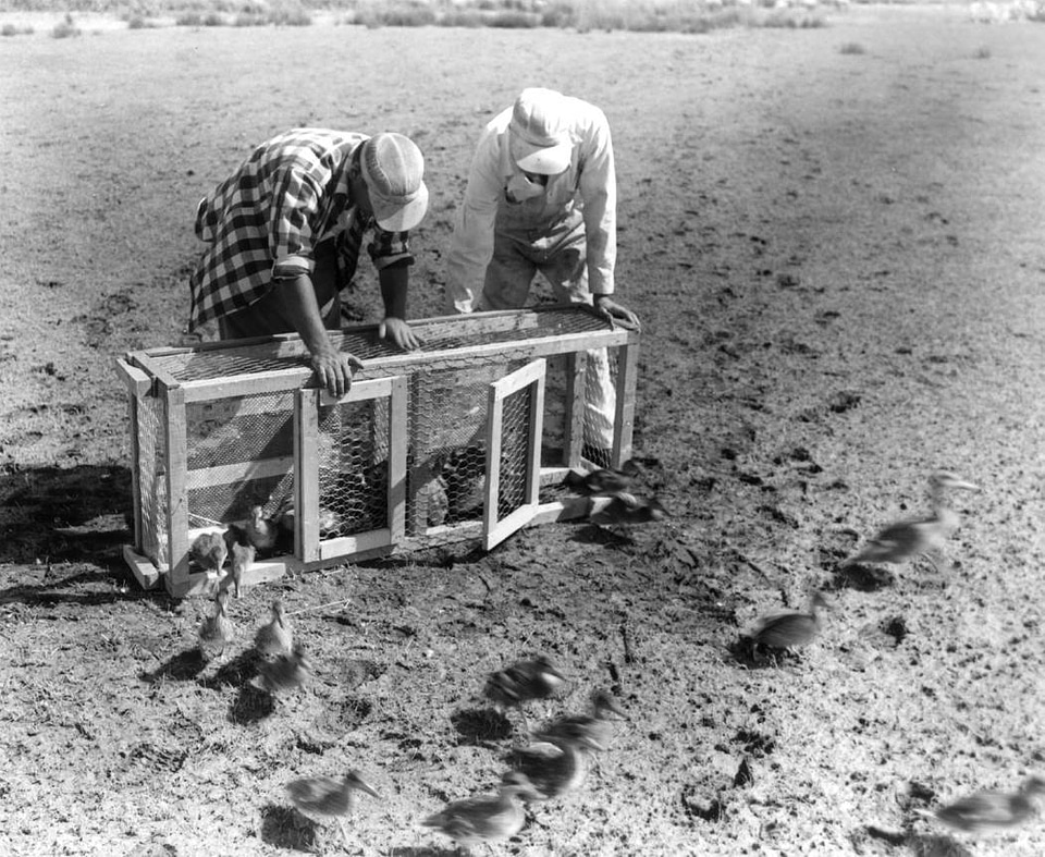 Historical Waterfowl Survey-2