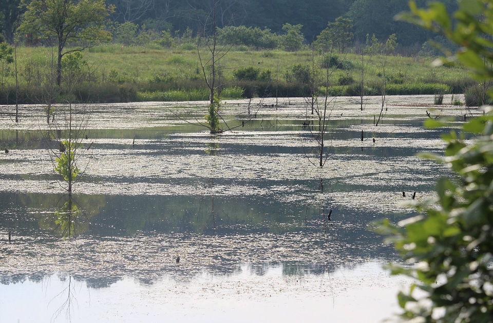 Allison Lake at Piedmont National Wildlife Refuge