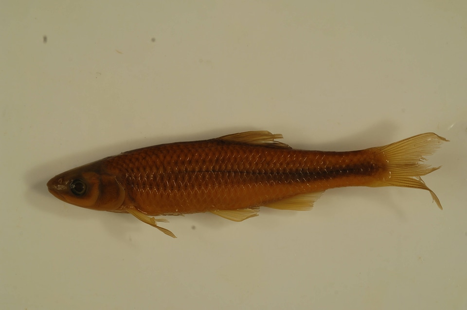 Cyprinella spiloptera-5