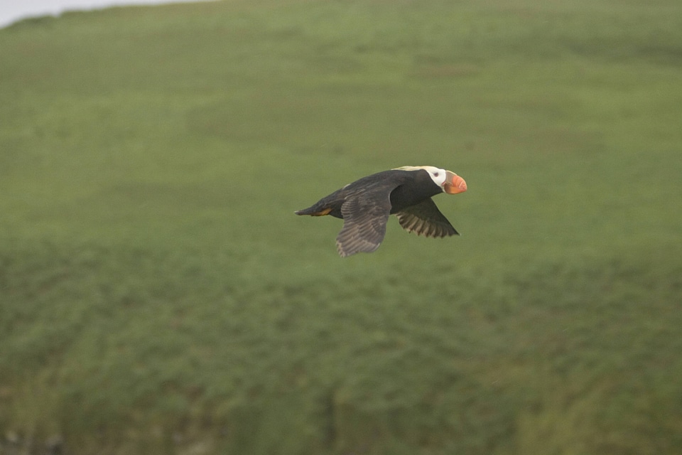 Tufted puffin in flight