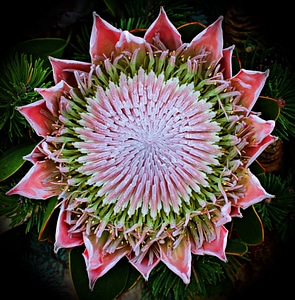 Exotic shrub crop mediterranean