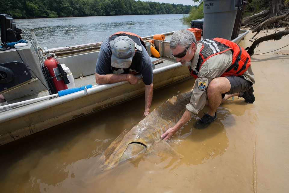 Biologists release a Gulf sturgeon in river-1