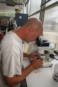 Worker checks on juvenile mussels-2