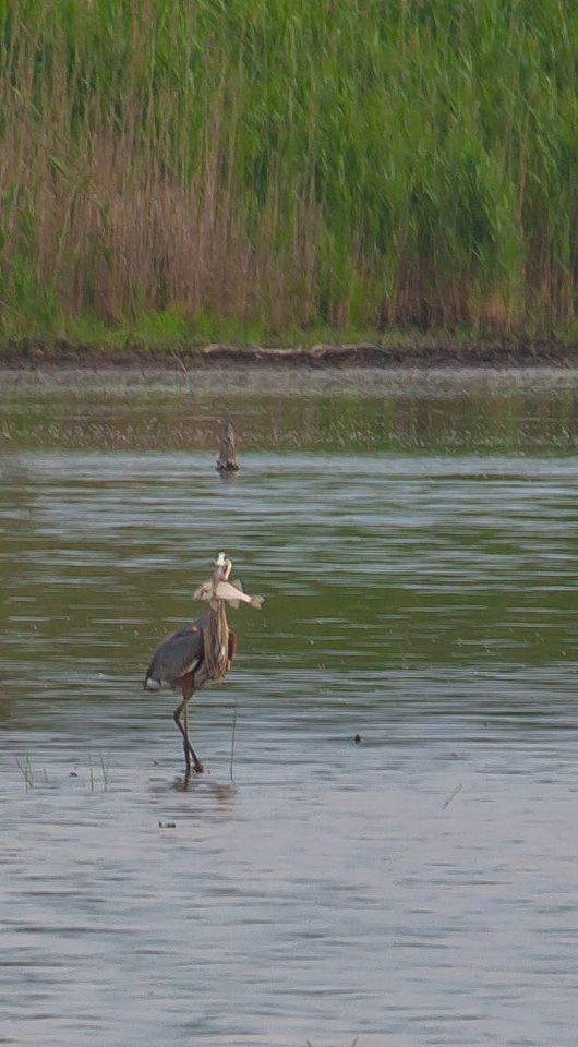 Great Blue Heron with fish at Prime Hook NWR wetland-1
