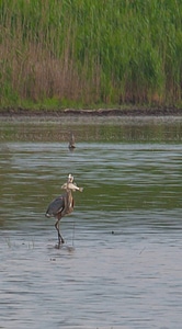 Great Blue Heron with fish at Prime Hook NWR wetland-1 photo