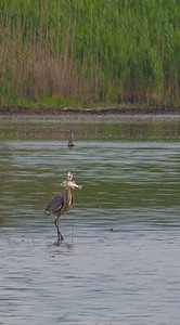 Great Blue Heron with fish at Prime Hook NWR wetland-1