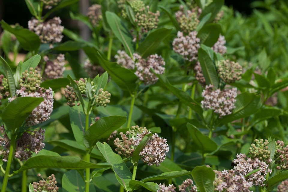 Common Milkweed-1