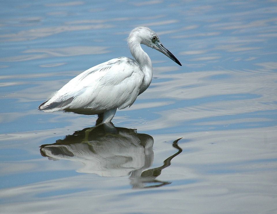 Wading wetland wader