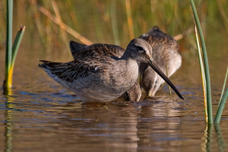 Short-billed Dowitchers-2
