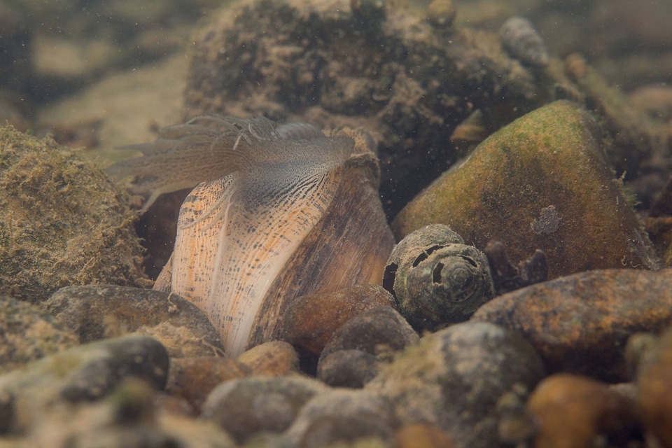 Plain pocketbook mussel displaying lure fish mimic with eye spot