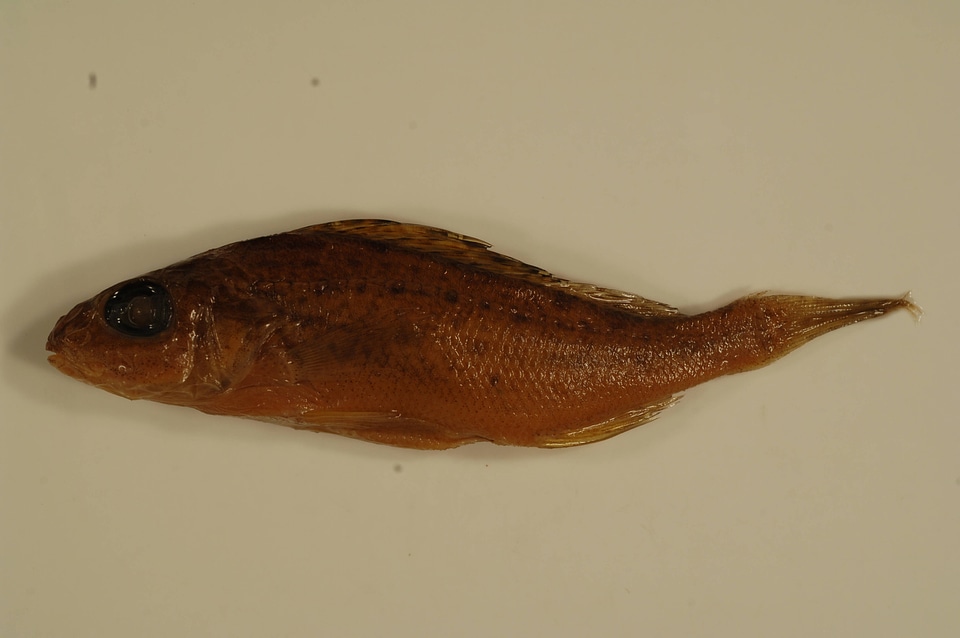 Gymnocephalus cernuus-4